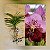 Orquídea Vanda Touceira Nr. #04 - Imagem 1