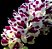 Rhynchostylis Gigantea Cartoon (C/Avarias) - Imagem 1