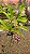 Rhynchostylis Gigantea Cartoon - Imagem 2