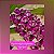 Muda de Rhynchostylis Gigantea Big Spot - Imagem 1
