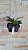 Muda Rhynchostylis Gigantea Red - Imagem 2