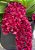 Muda Rhynchostylis Gigantea Red - Imagem 1