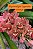 Muda de Rhynchostylis Gigantea Orange - Imagem 1