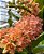 Muda de Rhynchostylis Gigantea Peach - Imagem 1