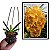 Muda de Vanda Sanchai Gold Spot #9 - Imagem 1