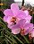 Muda de Vanda M.L Velthuis X Dr. Anek , Soft Pink - Imagem 2