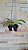 Muda de Rhynchostylis Gigantea Spot - Imagem 2