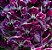 Muda de Rhynchostylis Gigantea Purple Blue - Imagem 1