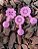 Porta Adubo Plástico Modelo Flor Rosa Kit 15 unidades - Imagem 1