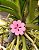 Porta Adubo Plástico Modelo Flor Rosa Kit 15 unidades - Imagem 2