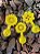 Porta Adubo Plástico Modelo Flor Amarelo Kit 15 unidades - Imagem 1