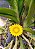 Porta Adubo Plástico Modelo Flor Amarelo Kit 15 unidades - Imagem 2