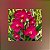 Vanda Haad Songkhia x Red Devil - Imagem 1