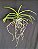 Vanda Lamellata x M.V. Tanis - Imagem 2