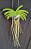Rhynchostylis Coelestis, Pink - Imagem 2