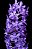 Rhynchodenia Magic Wand Blue Clone( Com pequenas avarias) - Imagem 1