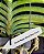 Rhynchodenia Magic Wand Blue Clone( Com pequenas avarias) - Imagem 3