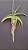 Rhynchodenia Magic Wand Blue Clone( Com pequenas avarias) - Imagem 2