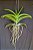 Vanda Kulwadee Fragrance Nº 27 - Imagem 2