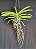 Vanda Pimsai x Taveesuksa PCH Mr Pairat - Imagem 2
