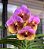 Vanda Pimsai x Taveesuksa PCH Mr Pairat - Imagem 1