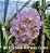 Muda Vanda Perry Como 'Light Puple' (125MB) - Imagem 1