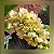 Rhynchostylis Gigantea "Champanhe" - Imagem 1