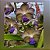 Vandachostylis Pon Washington - Imagem 1