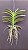 Vanda Tessellata x Krailerk Nr, 509 - Imagem 2