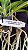 Vanda Faye Bennette x Charles Goodfellow Nr 533 - Imagem 3
