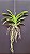 Vanda Faye Bennette x Charles Goodfellow Nr 533 - Imagem 2