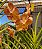 Vanda JVB x Prapathom Gold - Imagem 1