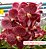 Muda Vanda Majik Fancy # 1413 - Imagem 1