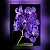 Muda de Vanda Somsri Glory Blue - Imagem 1