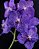Muda de Vanda Somsri Glory Blue - Imagem 1