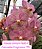 Muda Vanda Somsri Pink x Kulwadee Fragrance Mr - Imagem 1
