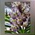 Vanda Pintuwadee - Imagem 1
