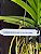 Vanda Somsri Blue Classic x Chulee Classic - Imagem 3