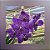 Vanda Somsri Blue Classic x Chulee Classic - Imagem 1