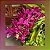 Rhynchostylis Gigantea Shocking Pink - Imagem 1