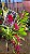 Rhynchostylis Gigantea Shocking Pink - Imagem 3