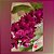 Rhynchostylis Gigantea  Shocking Pink - Imagem 1