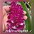 Rhynchostylis Gigantea Shocking Pink - Imagem 1