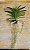 Vanda Arunee Honeymoon Yellow Star - Imagem 2