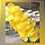 Vanda Arunee Honeymoon Yellow Star - Imagem 1
