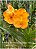 Vanda Nopporn Gold x Tubtim Velvet - Imagem 1