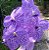 Muda de Vanda Chulee Blue - Imagem 1