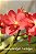 Muda de Vandachostylis Lanlalyn - Imagem 1