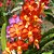 Muda de Rhynchorides Bangkok Sunset x Vanda Wilas - Imagem 1