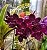 Muda de Rhynchostylis Gigantea Sri-Siam x Rhynchostylis Gigantea Red - Imagem 1